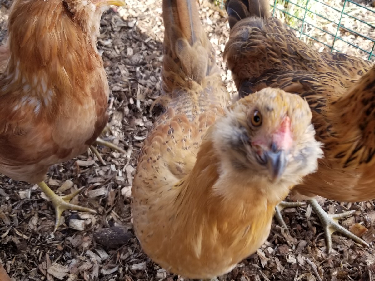 Why Choose a Chicken&nbsp;Pet?