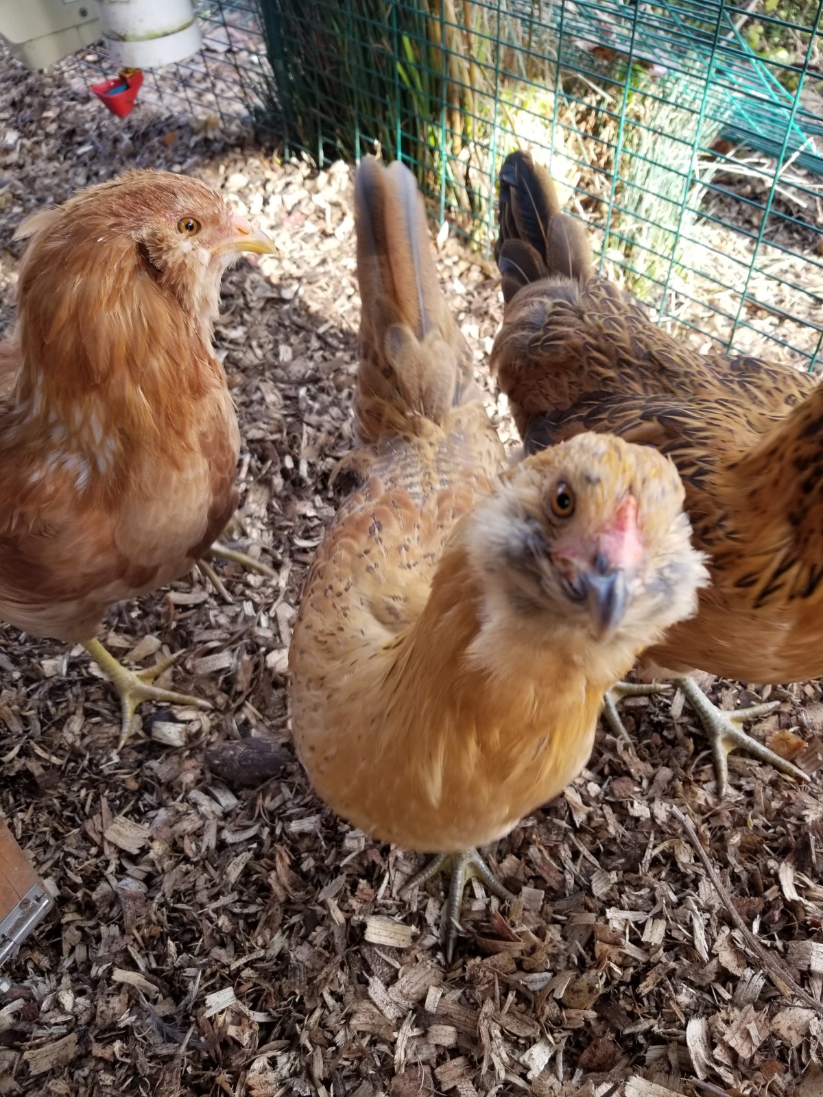 Why Choose a Chicken&nbsp;Pet?