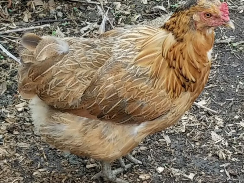 Fizzy Loses Her&nbsp;Feathers