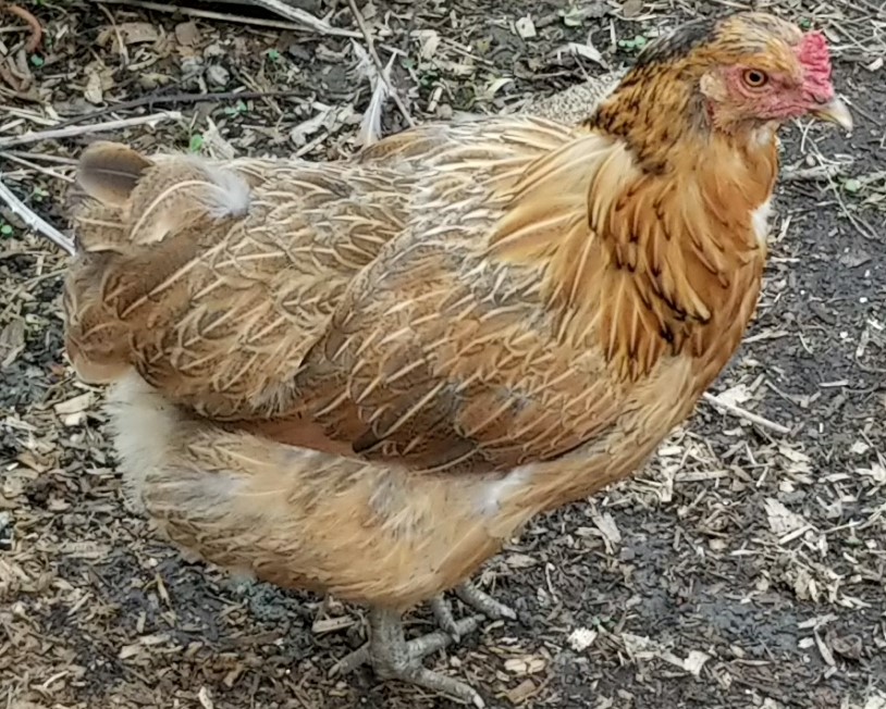 Fizzy Loses Her&nbsp;Feathers