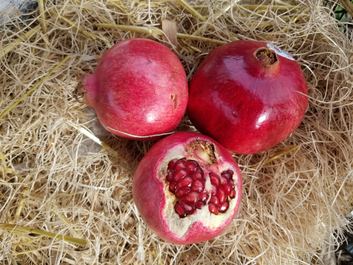 Toy of the Month –&nbsp;Pomegranates!