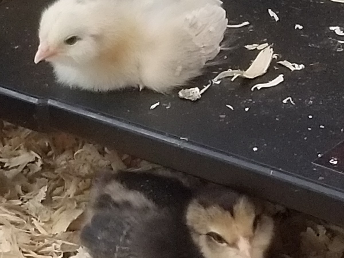 The First Six&nbsp;Weeks