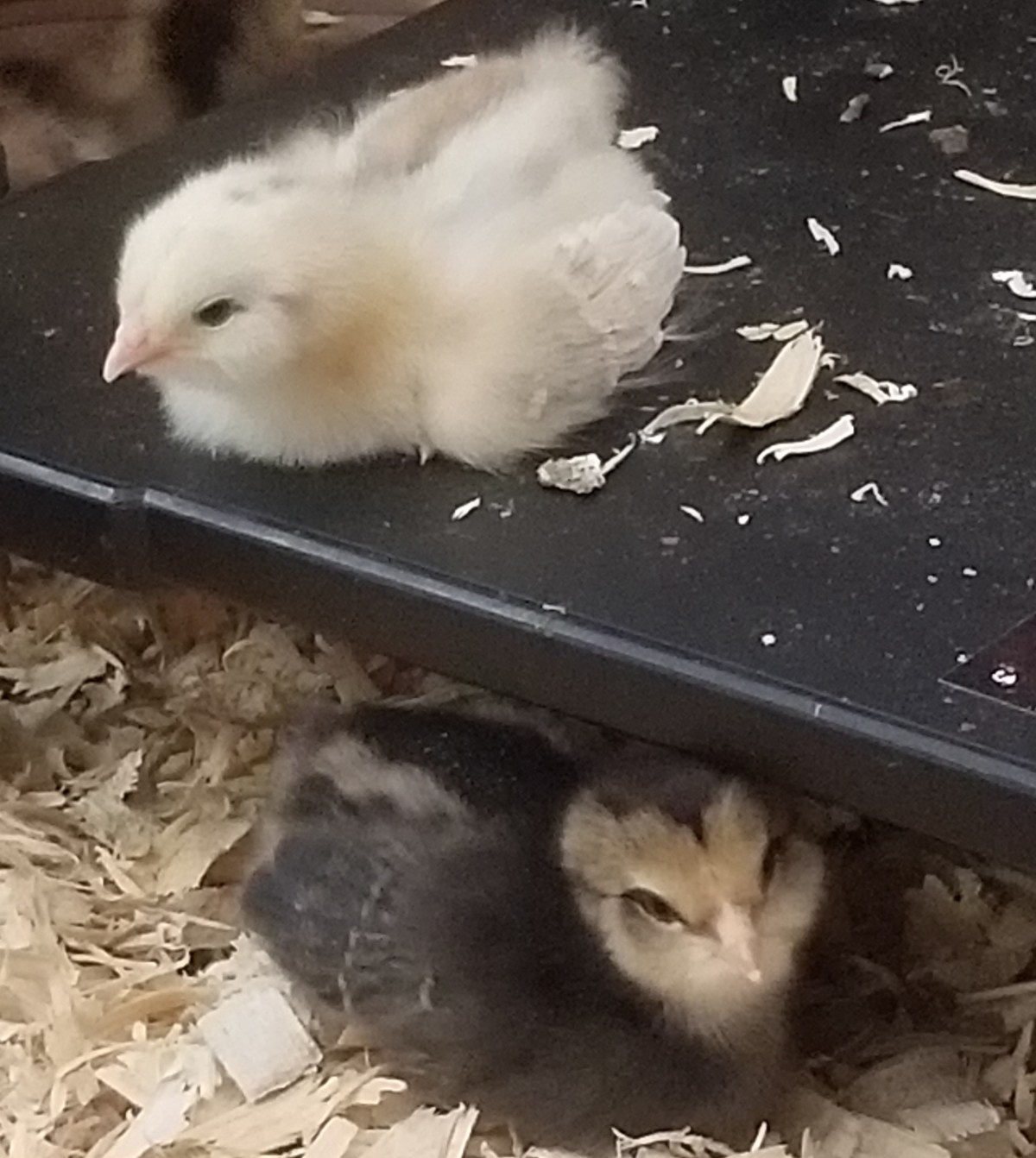 The First Six&nbsp;Weeks